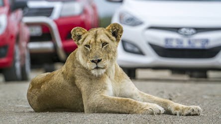 Lion and safari park self-drive tour